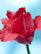 Tulipa 'Garden Fire' giclee art print