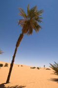 Umm El Ma lake, Erg Awbari, Sahara desert, Fezzan, Libya giclee art print
