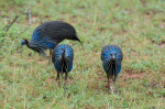 Vulturine Guineafowl (Acryllium vulturinum), Samburu National Park, Kenya giclee art print