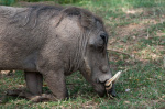 Warthog (Phacochoerus aethiopicus), Masai Mara, Kenya giclee art print