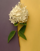 White Hydrangea giclee art print