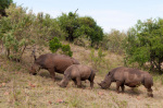 White Rhinoceros (Cerototherium simium), Masai Mara, Kenya giclee art print
