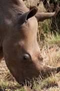 White Rhinoceros (Cerototherium simium), Masai Mara, Kenya giclee art print