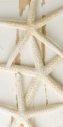 White Starfish on Wood giclee art print