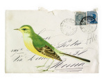Yellow Wagtail giclee art print