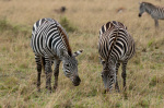 Zebra (Equus quagga), Masai Mara, Kenya giclee art print