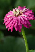 Zinnia 'Big Boy' giclee art print