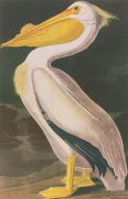 John James Audubon art print