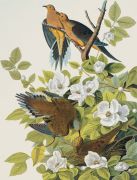 John James Audubon art print
