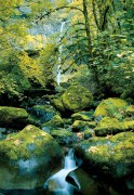 Anthony Cook art print