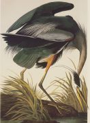 John James Audubon art print