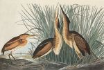 John James Audubon art print