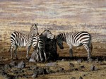 Simon Combes art print