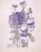 Wild Pansy and Wood Violet giclee art print