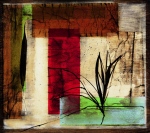 Rosa Solano art print