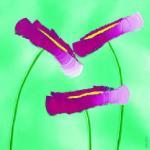 Roseta Bonbon art print