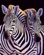Diane Querry art print