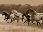 Robert Dawson art print