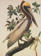 John James Audubon art print