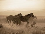 Robert Dawson art print