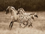 Robert Dawson art print