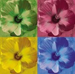Michele Roohani art print