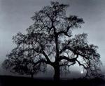 Ansel Adams art print