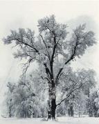 Ansel Adams art print