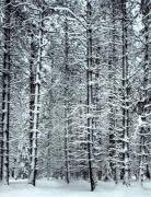 Ansel Adams art print
