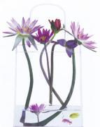 Marianne Haas art print