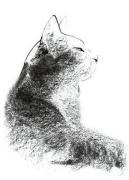 Aurore de la Morinerie art print