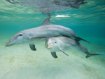 Dauphins sous l'eau art print