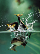 Frog Under Water art print