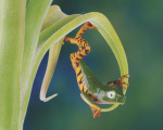 Shumway art print