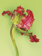 Cedric Porchez art print