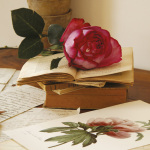 Rose sur livres art print