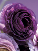 Roses art print