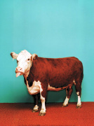 Catherine Ledner art print