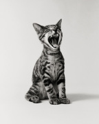Roberts art print