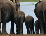 �l�phants, Kenya art print