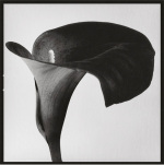 Black Arum II art print