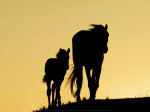Deux mustangs art print