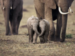 Elephanteaux, Masa� Mara, Kenya art print