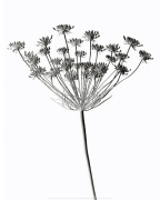 Cedric Porchez art print
