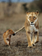 Frans Lanting art print