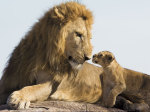 Lionceau approchant un m�le, Masa� Mara, Kenya art print