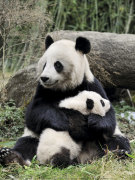 Panda g�ant et son petit art print