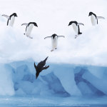 Penguins jumping into water art print