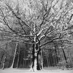 Snow-covered forest art print