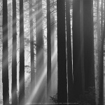 Sunlight in forest art print